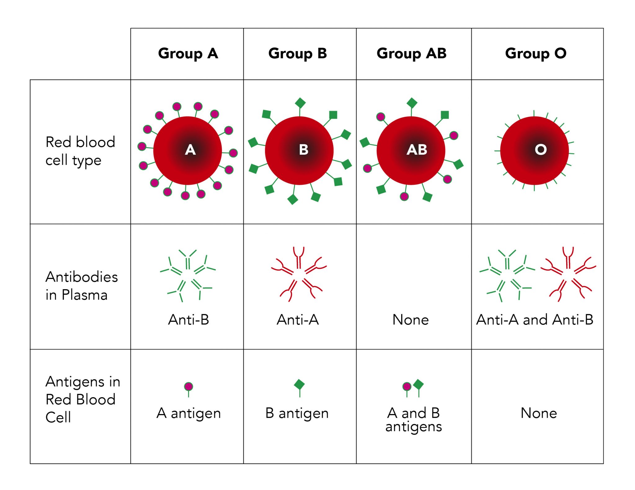 O so simple... How blood group O fights off malaria