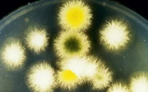 filamentous fungi