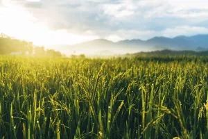 gm crops