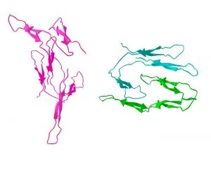 protein cancer