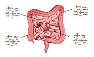 gut bacteria autoimmune disease