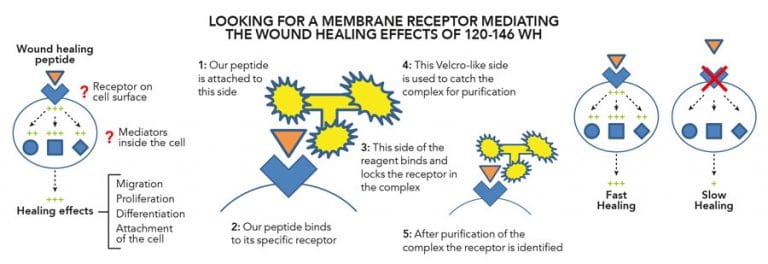 Wound healing modulation by novel antimicrobial Peptides