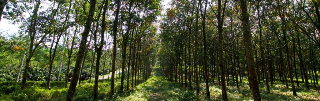 an Indonesian smallholder forest