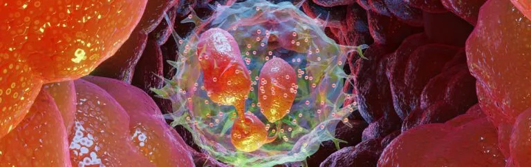Dr Shiro Jimi and other researchers from Fukuoka University have developed two different wound models in rodents which can be used to model wound healing in humans