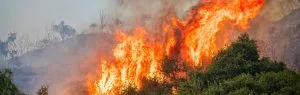A wildfire is burning in a forest. Researchers in Greece are exploring the impact of forest fires, tourism and fossil fuel emissions on the air quality and pollution in Rhodes city.