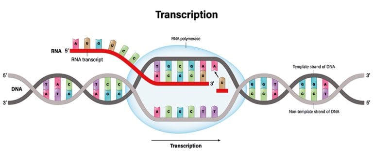 The role of BRCA1-BARD1 complex in transcription regulation