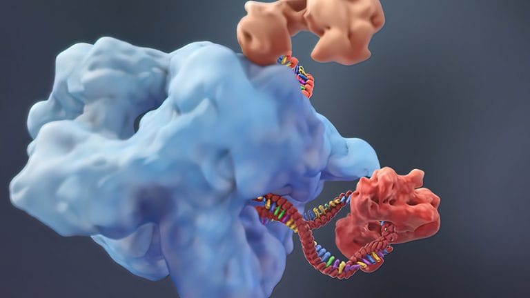 The role of BRCA1-BARD1 complex in transcription regulation