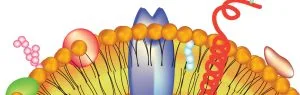 Dr Neill Liptrott and Bethany Heaton reveal a potential mechanism behind the possible inhibition of the function of antiretrovirals, finding that the drugs alter glucose uptake in cells which leads to decreased immune cell activation.