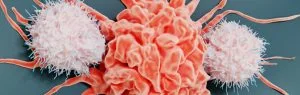 Adoptive cell therapy (ACT) uses modified immune cells to treat cancer